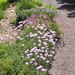 Bellina Pink Cornflower -Plant Finder Shop bella pink cornflower credit plant select 2