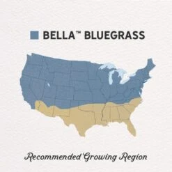 Bella™ Bluegrass Grass Plugs -Plant Finder Shop bella bluegrass gph regions