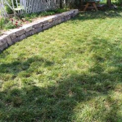 Bella™ Bluegrass Grass Plugs -Plant Finder Shop bella bluegrass sq