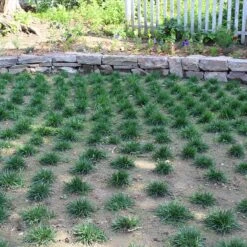 Bella™ Bluegrass Grass Plugs -Plant Finder Shop bella bluegrass sq1