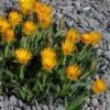 Yellow Flowered Ice Plant (Bergeranthus) 1 Yellow Flowered Ice Plant (Bergeranthus) -Plant Finder Shop bergeranthus vespertinus ice plant