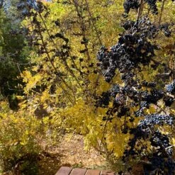 Berry Girl New Mexico Privet -Plant Finder Shop berry girl nm privet