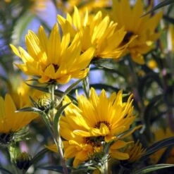 Santa Fe Maximilian's Sunflower (Helianthus) 11 Santa Fe Maximilian's Sunflower (Helianthus) -Plant Finder Shop betty griffith maximiliana sunfl