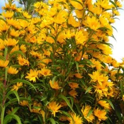 Habitat Hero Birdwatcher Pre-Planned Garden -Plant Finder Shop betty griffith maximiliana sunflower