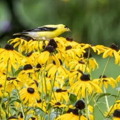 Goldsturm Black Eyed Susan -Plant Finder Shop bird rudbeckia goldsturm web 2