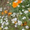 Western Xeriscape Wildflower Seed Mix -Plant Finder Shop birds eyes gillia western xeriscape mix