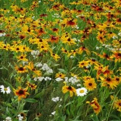 Dry Area Wildflower Seed Mix -Plant Finder Shop black eyed susan gloriosa daisy yarrow