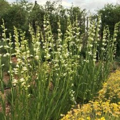 Blanca Peak™ Rocky Mountain Penstemon -Plant Finder Shop blanca peak rocky mountain penstemon beardtongue garden
