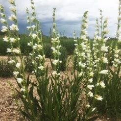 Blanca Peak™ Rocky Mountain Penstemon -Plant Finder Shop blanca peak rocky mountain penstemon garden jameson coopman 1