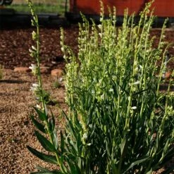 Blanca Peak™ Rocky Mountain Penstemon -Plant Finder Shop blanca peak rocky mountain penstemon garden mike bone