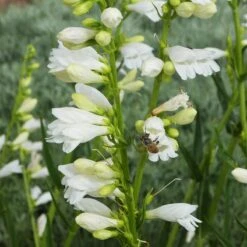 Blanca Peak™ Rocky Mountain Penstemon -Plant Finder Shop blanca peak rocky mountain penstemon strictus albus honeybee