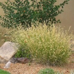 Plant Select® Waterwise Perennial Collection -Plant Finder Shop blonde ambition cropped 2