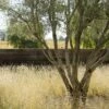Blonde Ambition Blue Grama Grass -Plant Finder Shop blonde ambition grass mann zinfandel 7450a