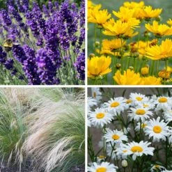 Blowin' In The Wind Collection -Plant Finder Shop blowin in the wind collection collage