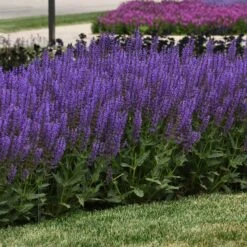 Blue By You Salvia 8 Blue By You Salvia -Plant Finder Shop blue by you meadow sage 3