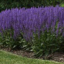 Blue By You Salvia 9 Blue By You Salvia -Plant Finder Shop blue by you meadow sage 4