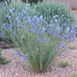 Appar Blue Flax (Linum) 9 Appar Blue Flax (Linum) -Plant Finder Shop blue flax appar pr