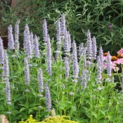 Summer Dreams Pre-Planned Garden -Plant Finder Shop blue fortune agastache