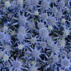 Blue Glitter Sea Holly (Eryngium) 10 Blue Glitter Sea Holly (Eryngium) -Plant Finder Shop blue glitter sea holly 2