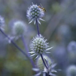 Blue Glitter Sea Holly (Eryngium) 9 Blue Glitter Sea Holly (Eryngium) -Plant Finder Shop blue glitter sea holly