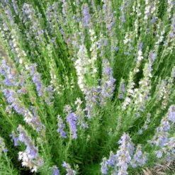 Blue Hyssop (Hyssopus) -Plant Finder Shop blue hyssop minneapolis botanical gardens 1