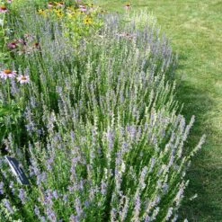 Blue Hyssop (Hyssopus) -Plant Finder Shop blue hyssop minneapolis botanical gardens 2
