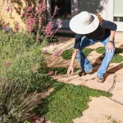 Blue Reflection® Veronica -Plant Finder Shop blue reflections ava salman 2