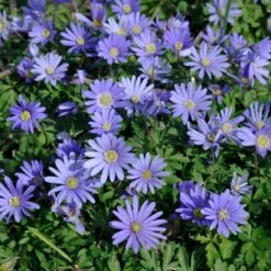 Rock Garden Bulb Collection -Plant Finder Shop blue shades anemone