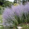 Blue Spire Russian Sage 2 Blue Spire Russian Sage -Plant Finder Shop blue spire russian sage 1