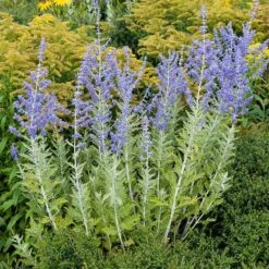 Blue Spire Russian Sage -Plant Finder Shop blue spires russian sage 3