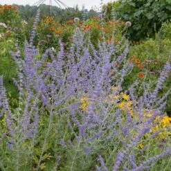 Blue Spire Russian Sage -Plant Finder Shop blue spires russian sage 4