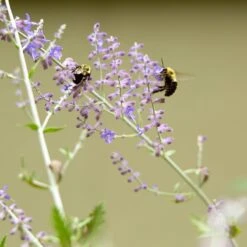 Blue Spire Russian Sage -Plant Finder Shop blue spires russian sage 5