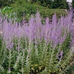 August Afternoons Pre-Planned Garden -Plant Finder Shop blue spires russuan sage cropped 1