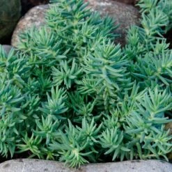 Blue Spruce Sedum -Plant Finder Shop blue spruce sedum 2