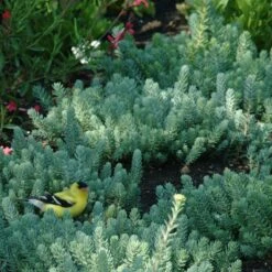 Blue Spruce Sedum -Plant Finder Shop blue spruce sedum 3 1