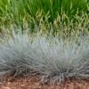 Blue Whiskers Fescue Grass -Plant Finder Shop blue whiskers fescue grass 1