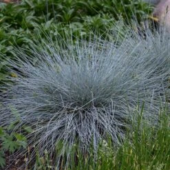 Blue Whiskers Fescue Grass -Plant Finder Shop blue whiskers fescue grass 3