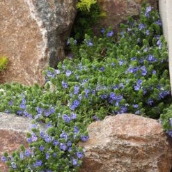 Blue Woolly Veronica -Plant Finder Shop blue woolly veronica rock garden