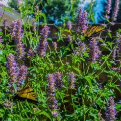 Blue Boa Agastache -Plant Finder Shop blue boa agastache sq1