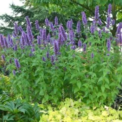 Blue Boa Agastache -Plant Finder Shop blue boa agastache sq2