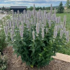 Blue Fortune Agastache -Plant Finder Shop blue fortune sq1