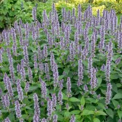 Blue Fortune Agastache -Plant Finder Shop blue fortune sq2