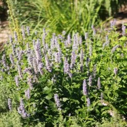 Blue Fortune Agastache -Plant Finder Shop blue fortune sq 1