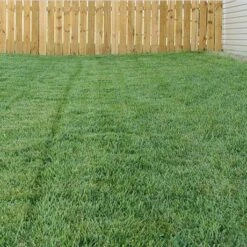 Bella™ Bluegrass Grass Plugs