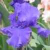 Blueberry Bliss Bearded Iris -Plant Finder Shop blueberry bliss bearded hero