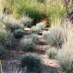 Plant Finder Shop -Plant Finder Shop boulder blue fescue grass sq