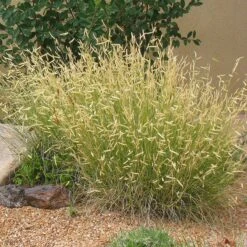Plant Finder Shop -Plant Finder Shop bouteloua blonde ambition garden