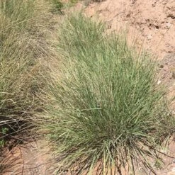 Sideoats Grama Grass -Plant Finder Shop bouteloua curtipendula 1