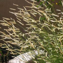 Blonde Ambition Blue Grama Grass -Plant Finder Shop bouteloua gracilis blonde ambition 1