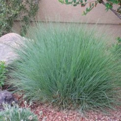 Blonde Ambition Blue Grama Grass -Plant Finder Shop bouteloua gracilis blonde ambition 2